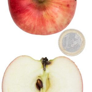 Roja del Valle de Benejamá