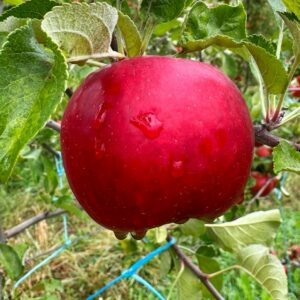 tentación de Blancanieves