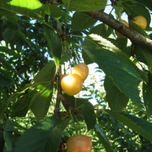 Cerezas bicolor