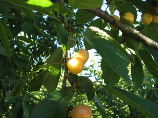 Cerezos - Árboles Frutales Ecológicos