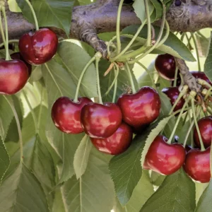 Cerezos - Árboles Frutales Ecológicos