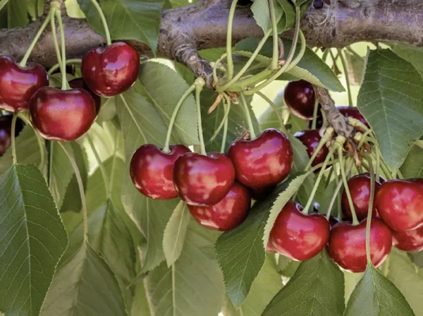 Cerezos - Árboles Frutales Ecológicos