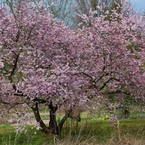 Almendros