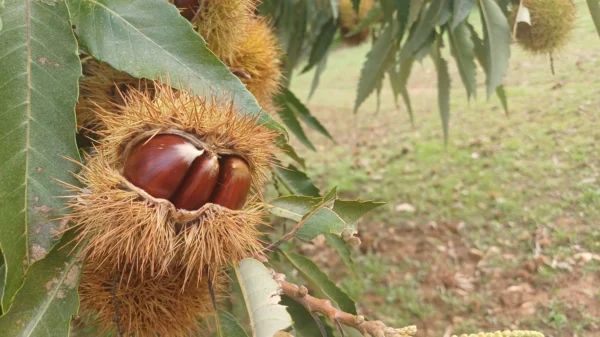 Castaños - Árboles Frutales Ecológicos