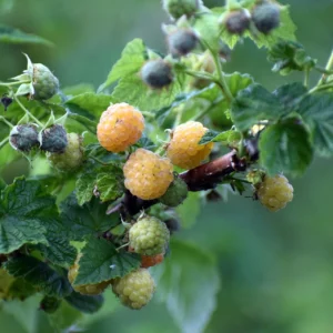 Frutos del bosque - Árboles Frutales Ecológicos