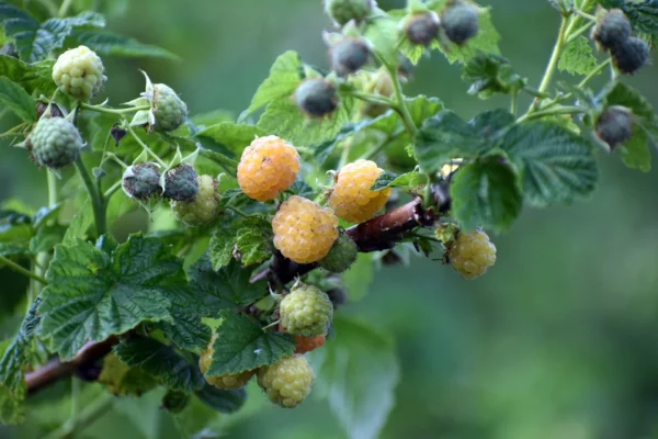 Frutos del bosque - Árboles Frutales Ecológicos