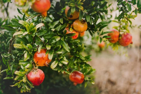 Árboles Frutales Ecológicos - Granado