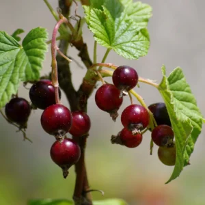 Frutos del bosque - Árboles Frutales Ecológicos