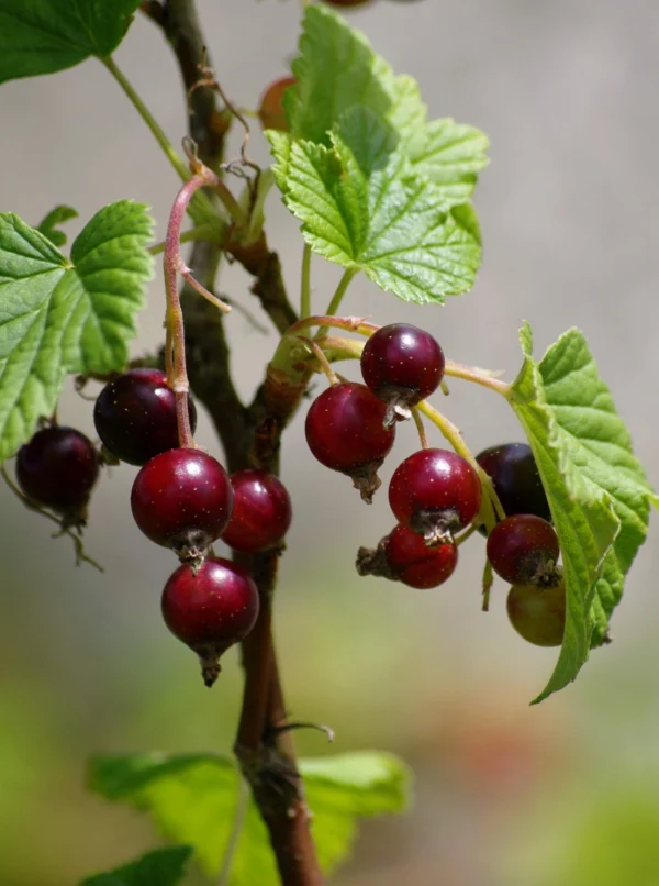 Frutos del bosque - Árboles Frutales Ecológicos