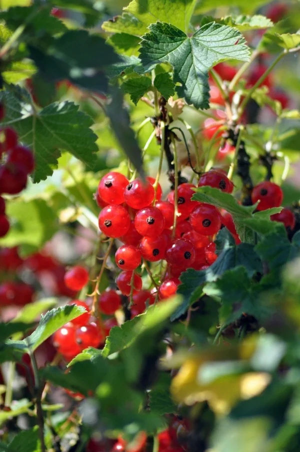 Frutos del bosque - Árboles Frutales Ecológicos