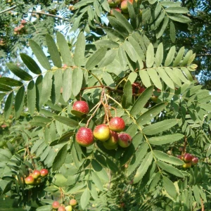 Árboles Frutales Ecológicos - jerbo