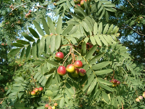 Árboles Frutales Ecológicos - jerbo