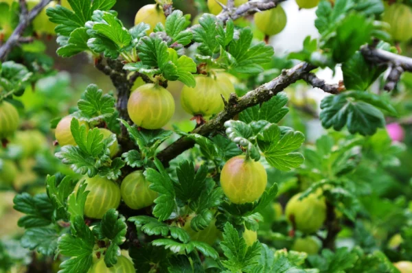 Frutos del bosque - Árboles Frutales Ecológicos