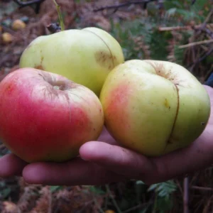 Manzanas Camuesas