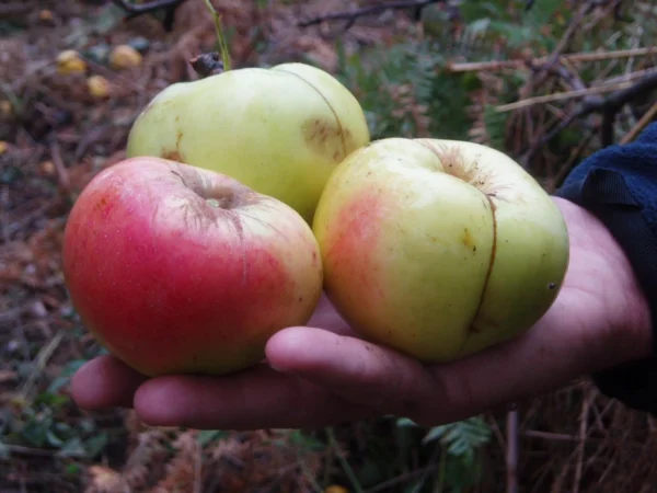 Manzanos - Árboles Frutales Ecológicos