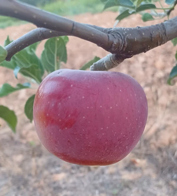 Manzanos - Árboles Frutales Ecológicos