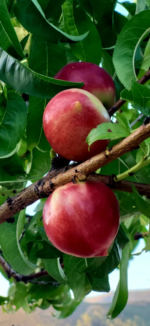 Nectarina - Árboles Frutales Ecológicos