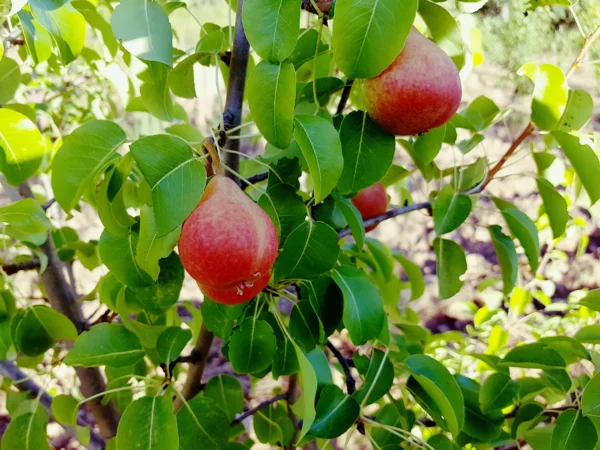 Peral - Árboles Frutales Ecológicos