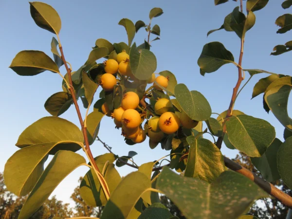 Peral - Árboles Frutales Ecológicos