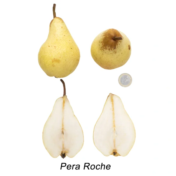 Peral - Árboles Frutales Ecológicos