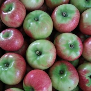 Roja del Valle de Benejamá