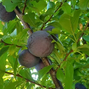 Albaricoques - Árboles Frutales Ecológicos