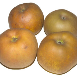 Reineta Piel de Sapo