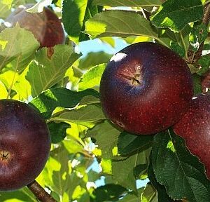 Manzano Sangre de Toro