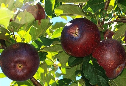 Manzano Sangre de Toro