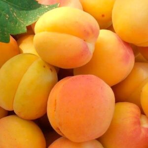 Albaricoque Currot