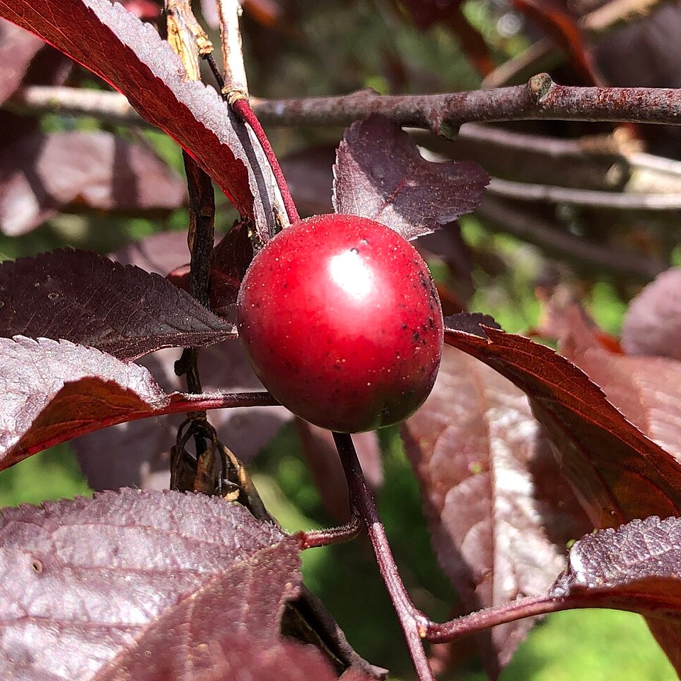 Fruto de mirabolano morado