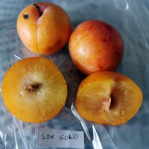 Ciruela Songold