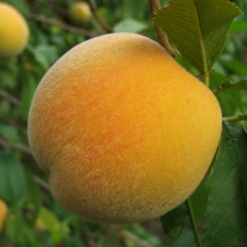 Melocotón Andross