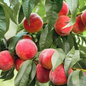 Melocotones rojos en el árbol