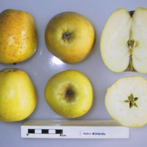 Manzana Pero Mingan cortada en sección