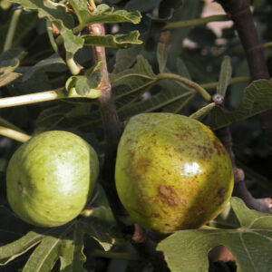 Higos de la variedad Dalmatie en el árbol