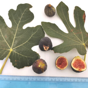 Higos de la variedad Moscatel